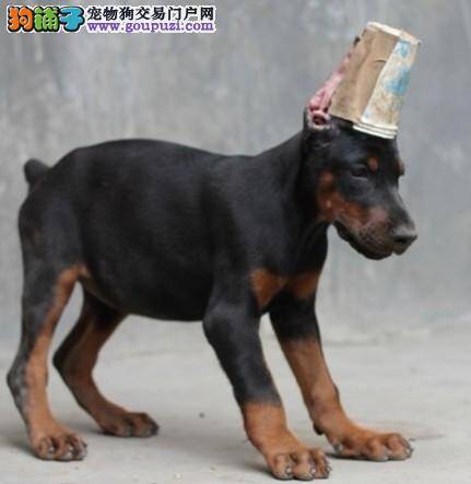 如何为杜宾犬选择最合适的狗粮