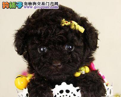贵宾犬容易患上细小疾病吗 应如何预防