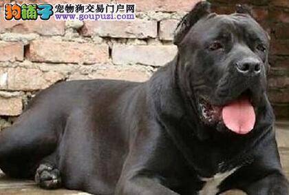 纠正卡斯罗犬乱吃的毛病 养成生活好习惯