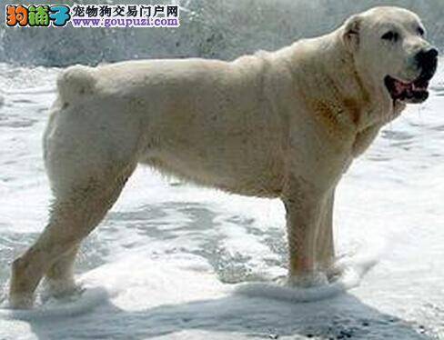 吃的健康 中亚牧羊犬营养餐的制作方法