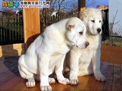 知晓中亚牧羊犬食粪症的原因 教狗狗改掉恶习