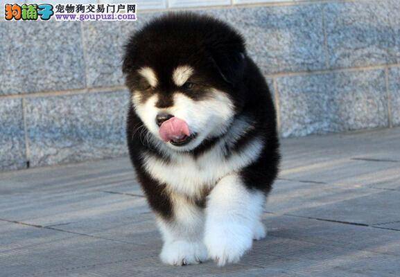简要介绍第一次抱陌生阿拉斯加犬幼犬的方法