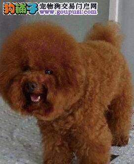 别让不懂护理害了你 怎样治疗出现耳疾的泰迪犬