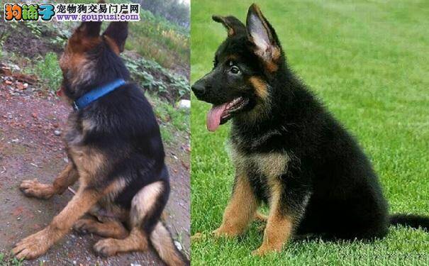 从德国牧羊犬排便姿势看健康