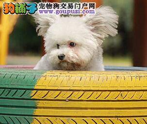 客观分析比熊犬腹泻的几种常见情况