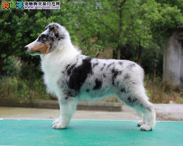 生活中喜乐蒂犬会出现打架的情况吗