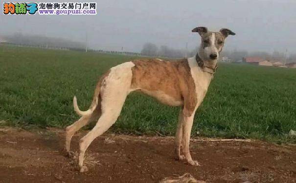 惠比特犬的来历 惠比特犬的性格特点