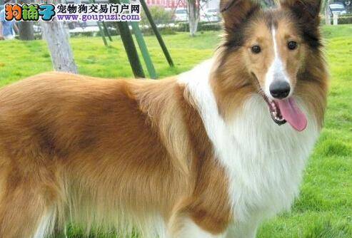 改正苏格兰牧羊犬挑食毛病 宠物妈咪有绝招