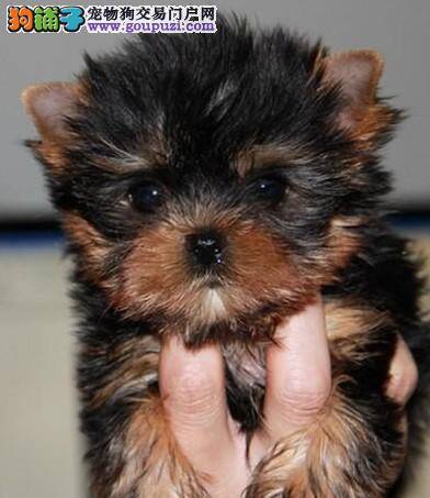 约克夏肚子长了一个脓包需要送医院吗