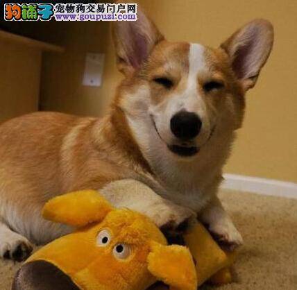 最正确的饲养方法 炎热夏季如何避免柯基犬异常脱毛