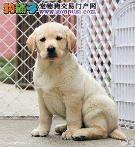 成年犬饲养方式集锦 合理饲养拉布拉多犬有哪些方法