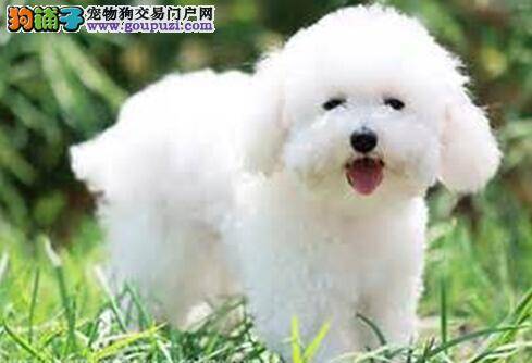 饲养指南与指导 喂养比熊犬的重要事项有哪些