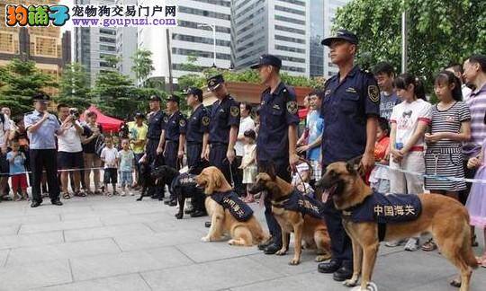 海关缉私犬现场查缉 协助海关并肩办案