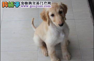 阿富汗猎犬感冒，不吃饭有方法解决吗