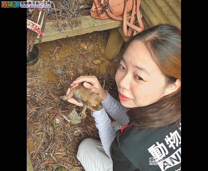 好心义工火线救援狗妈妈与6只幼犬