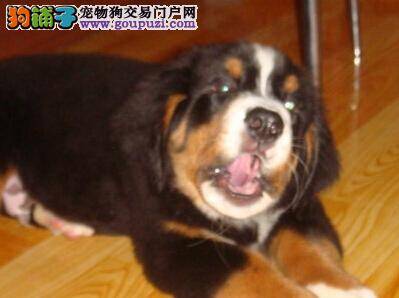 饮食新方法 三个途径让伯恩山犬远离饮食问题