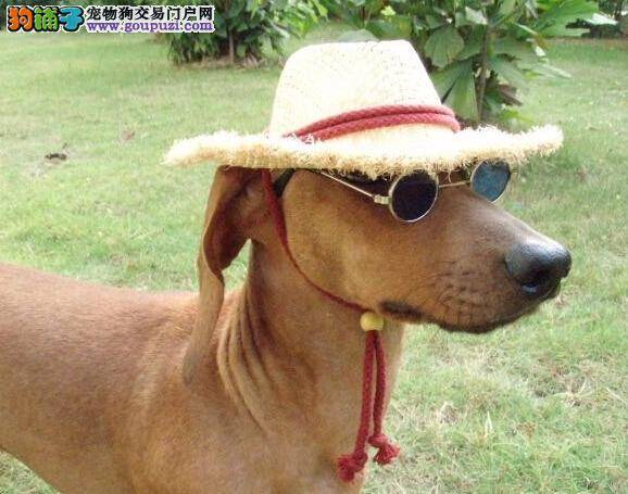 宠物小百科 两个方面轻松饲养出健康的腊肠犬