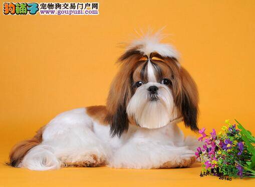 掌握正确喂食方法 如何避免西施犬吃的过多