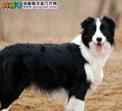 具体问题具体分析 如何训练不同类型的边境牧羊犬