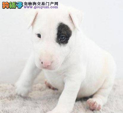牛头梗犬干洗粉的自制方法