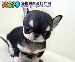 两个月的吉娃娃最近总打嗝是什么问题