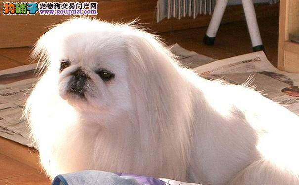 京巴狗胆子小怎么办 改善狗狗胆小的方法