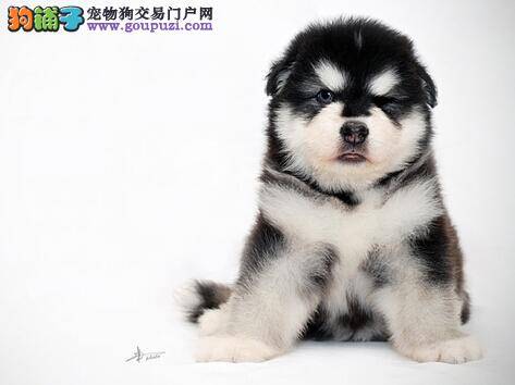 配比营养狗粮 正确喂养满月后的阿拉斯加犬幼犬