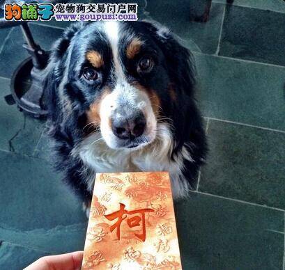 柯震东爱犬走失 网上寻狗希望网友帮忙