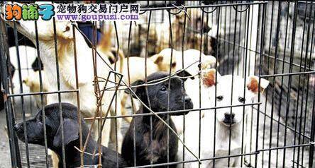 鼓励认养代替购买，米克斯不输名犬