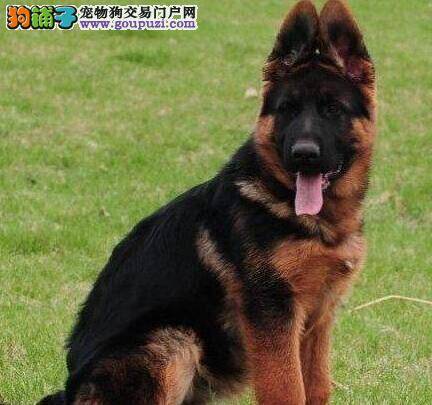 如何根据不同的年龄段养护德国牧羊犬