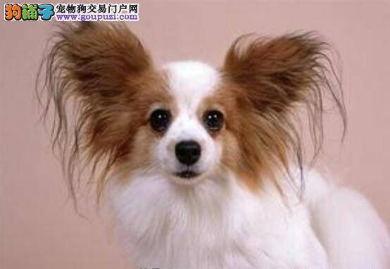 选购要求 蝴蝶犬的挑选原则与要点知识