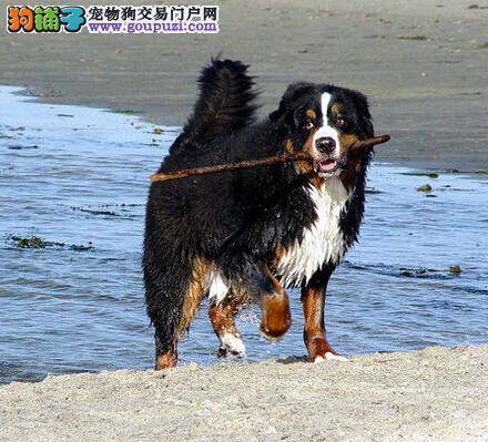 炎热夏季照顾伯恩山犬需要注意哪些细节