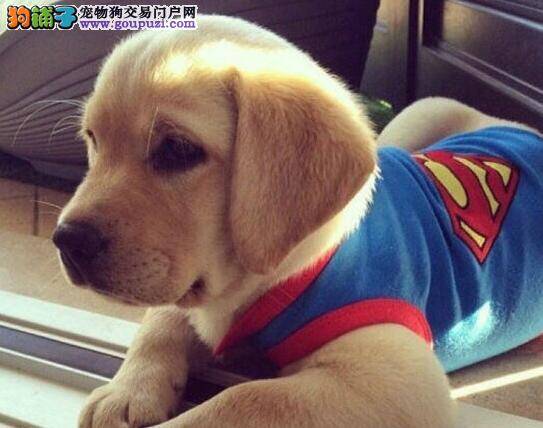 拉布拉多犬不喜欢自己在家或者在笼子里如何是好