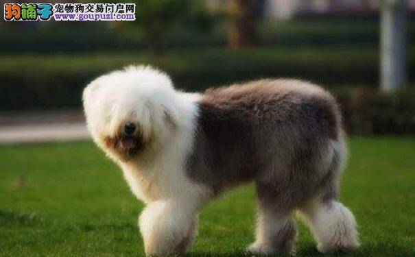 古代牧羊犬生病前有什么征兆