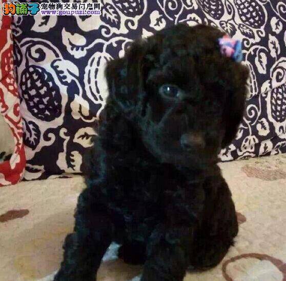 主人们选购贵宾犬前要看它的饮食状况