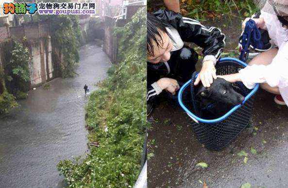 小黑狗暴雨中卡大水沟快淹没，黑衣暖男洗衣篮捞上轻抚