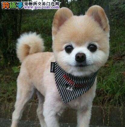 博美犬患上球虫病应怎么治疗