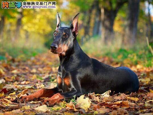 杜宾犬爱吃便便的三大主要原因（下）