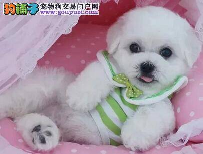 比熊犬严重脱毛是身上有跳蚤还是有其他问题