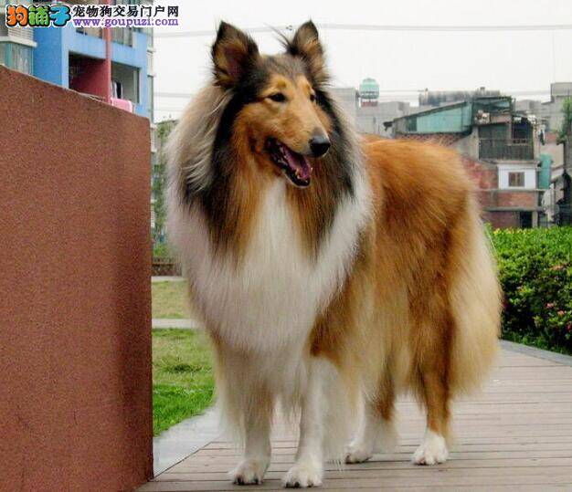 苏格兰牧羊犬的基本特点与挑选的关键问题