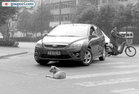 黄狗喜睡马路成“路虎” 过往车辆都得绕着走