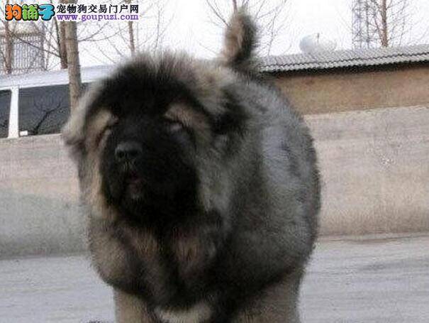 高加索犬上吐下泻应该怎么办