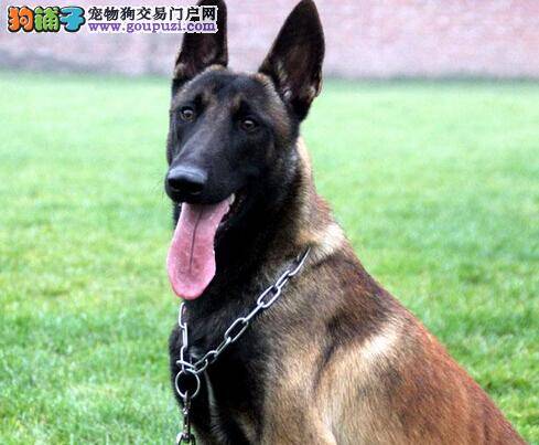 新宠主须知马犬生病的几个红色信号