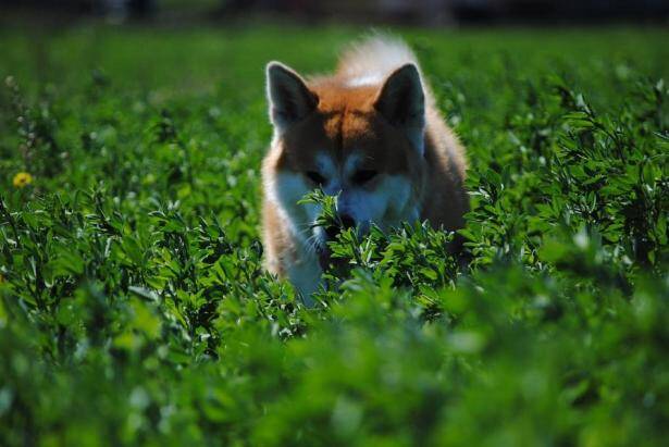 饲养秋田犬有哪些需要注意的事情呢