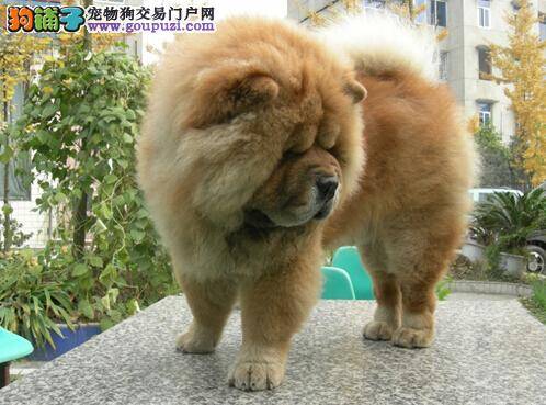 熟悉各种病因引起的松狮犬腹泻以及治疗方法
