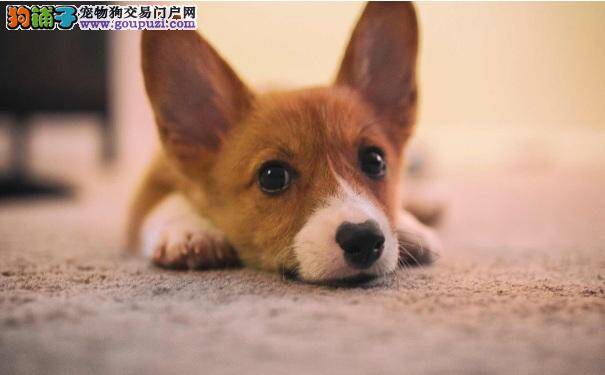 柯基犬吃什么能长胖 给柯基制定营食谱