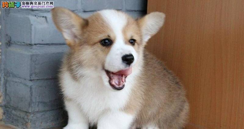 柯基犬最近总喜欢捡东西吃怎么纠正