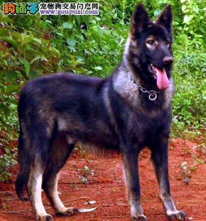 从性格说特征 昆明犬有哪些方面的优点