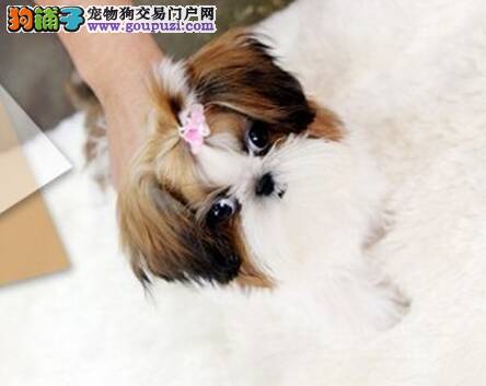 西施犬总是随地大小便，有人知道训练方法吗