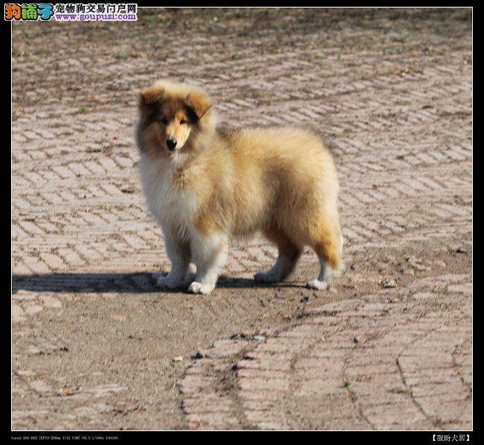 苏格兰牧羊犬头上最近出现很多皮屑是皮肤病吗